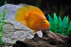 the parrot fish images browse 6