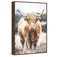 Scottish Highland Cattle By Marmont