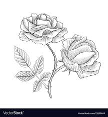 vine drawing flower of rose royalty