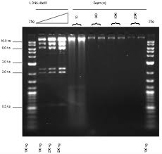 0 8 agarose gel electropsis image