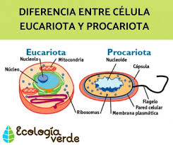§ nu există un nucleu bine diferențiat. Diferencia Entre Celula Eucariota Y Procariota Esquemas