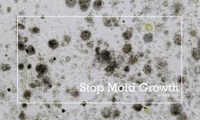 Understanding White Mold Types Causes
