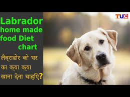 Labrador Homemade Food Diet Chart Dog Tips Tuc Youtube