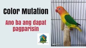 Opaline Lovebirds Breeding Chart Sexlink Tagalog