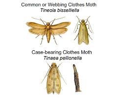 webbing clothes moth tineola