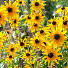 Maybe you would like to learn more about one of these? 12 Best Perennials For Full Sun