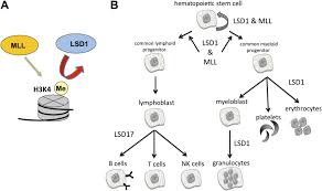 Hematopoietic Stem Cells The Lasting Influence Of Lsd1 In