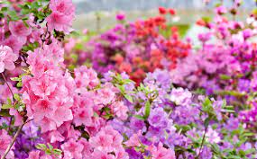 Top 6 Flowering Trees And Shrubs