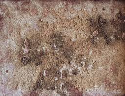 Top 5 Natural Mold And Mildew S