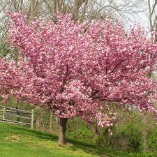 Kwanzan is the worlds favorite cherry blossom tree. Japanese Cherry Blossom Tree For Sale Canada Novocom Top