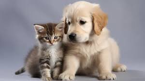 332 cute kittens and puppy photos