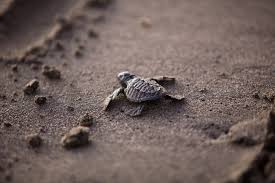 Image result for destin florida turtle watching at night
