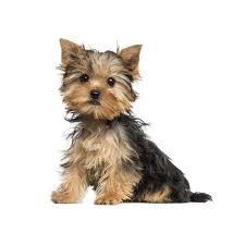best miniature dog breeds