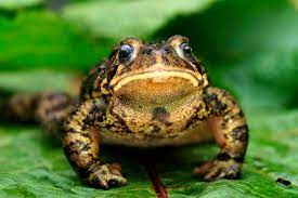 attract frogs toads to your garden