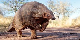 Also known as the scaly anteater, a pangolin's body is largely covered in scales made up of keratin—the same material as human fingernails. Pangolin Conservation Zoological Society Of London Zsl