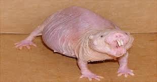 Image result for naked mole
