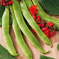 polestar runner bean seeds kings seeds