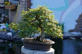 chinese elm leaves bonsai forum