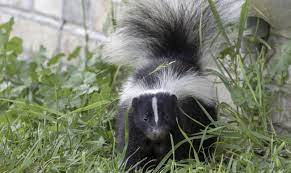 get rid of skunk smell in the house