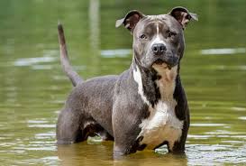 Get connected with vetted, ethical breeders. American Staffordshire Terrier Amstaff Dog Breed Info Videos Faqs