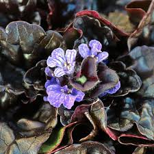 black scallop ajuga ajuga reptans