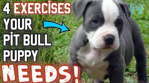 4 best exercises for your new pit bull