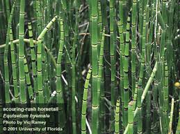 The sole survivor of a line of plants going back three hundred million years. Horsetail University Of Florida Institute Of Food And Agricultural Sciences