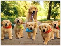 Image result for important information about golden retriever puppies