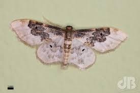 carpet moths david bradley