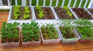 Step Grow Vegetables Plant Organic