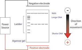 agarose gel electropsis qb3 berkeley