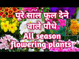 all season flowering plant स ल क