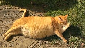 In these days we read and fined many charts like average male weight by age in kg and many more. Average Weight Of Cats On The Rise Study Finds Wkrc