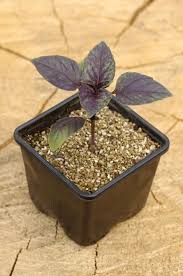 grow amazing indoor conner plants with miracle gro indoor potting mix it has been blended for a wide variety of conner plants and is designed