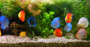 flow rate for your aquarium