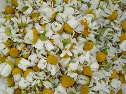 How to dry chamomile flowers for tea. How To Make The Perfect Cup Of Chamomile Tea Flower Press