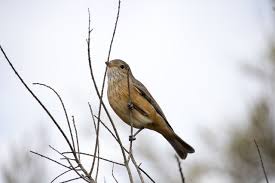 Burung yang yang memiliki nama ilmiah mirafra javanica dan horsfield's bushlark dalam bahasa inggrisnya termasuk burung yang mudah menirukan suara. Branjangan Burung Kecil Namun Bersuara Merdu