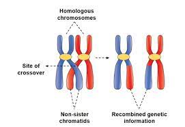 crossing over occur in meiosis