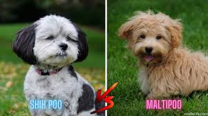 shih poo vs maltipoo breed comparison