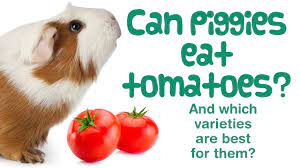 can guinea pigs eat tomatoes what