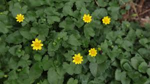 Pull dandelion weeds by hand or use a postemergence herbicide (designed. Sally Cunningham Invasive Weed Lesser Celandine Looks Perky But Is A Real Pain Lifestyles Food Home Health Buffalonews Com