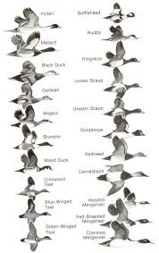Duck Identification Chart Comparative Size Chart Flyways