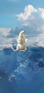 polar bear phone wallpaper sky