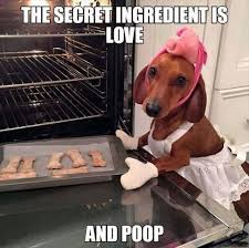 He sometimes wishes the others could do the same in their secret ingredients: Dachshund Memes And Wiener Dog Humor Funny Dogs Funny Animal Pictures Funny Animals