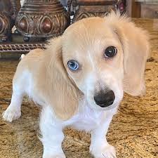 english cream miniature dachshund