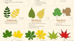 Data Chart Fall Leaf Identification Guide Infographic
