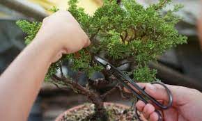 how to prune bonsai trees like pro