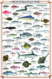 Mediterranean Fish Art Print 61cm X 91 5cm A Surprise