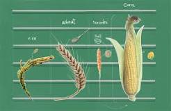 Is corn also called maize?