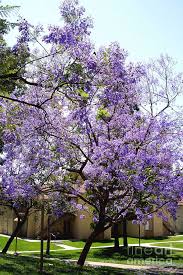 The tree can grow in full sun or part shade. Blooming Tree With Purple Flowers Photograph By Mariola Bitner